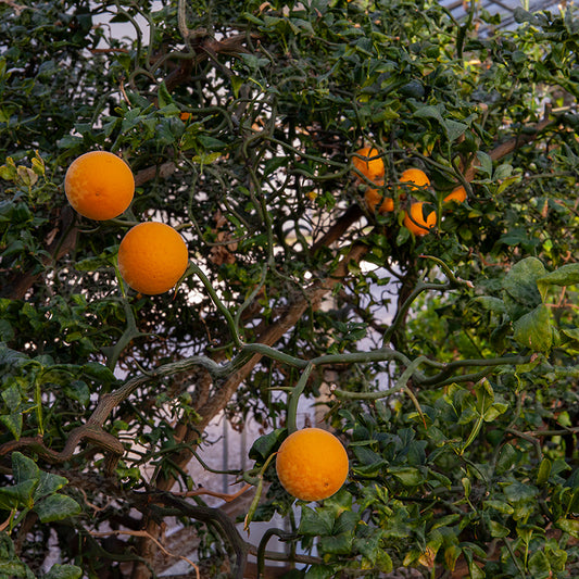 Flying Dragon Trifoliate Seed