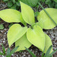 Lemontini Hosta Plants online shopping