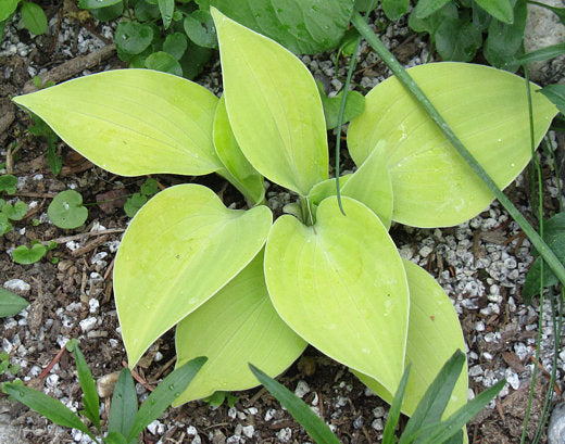 Lemontini Hosta Plants online shopping