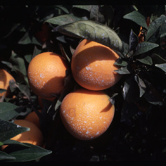 Navelina Navel Orange Budwood citrus plant material online shopping