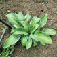 Pull Of The Moon Hosta Plants online shopping