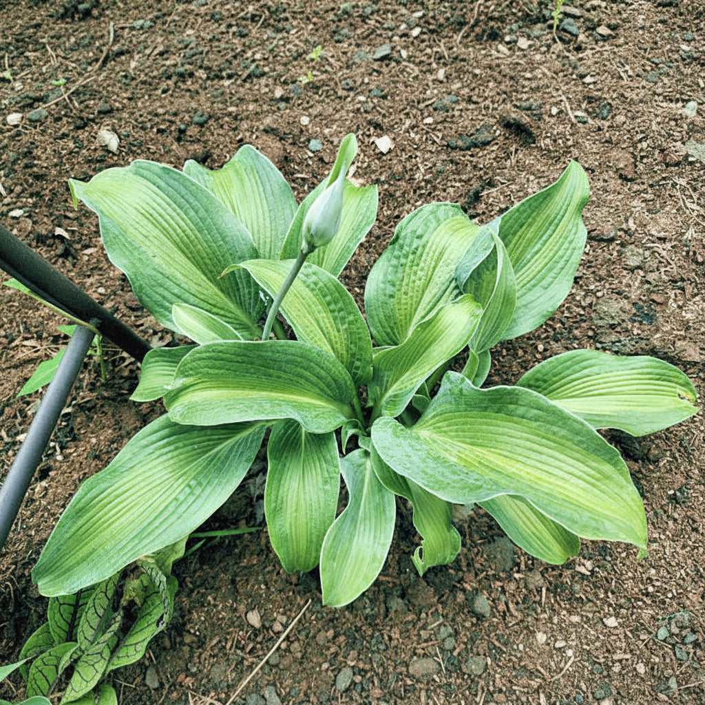 Pull Of The Moon Hosta Plants online shopping