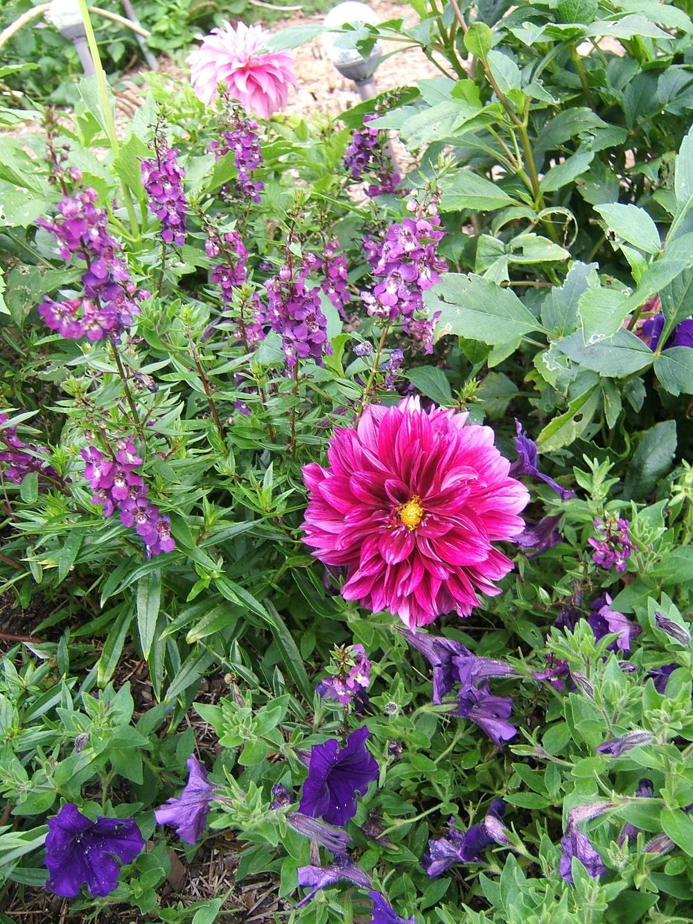 Purplicious Dahlia
