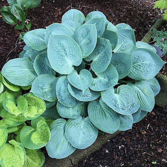 Prairie Sky Hosta Plants online shopping