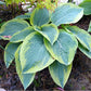 Flemish Tradition Hosta Plants online shopping