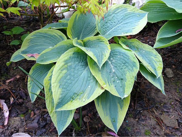 Flemish Tradition Hosta Plants online shopping