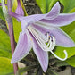 Sunny Day Hosta Plants online shopping