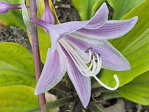 Sunny Day Hosta Plants online shopping