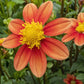 Inflammation Dahlia