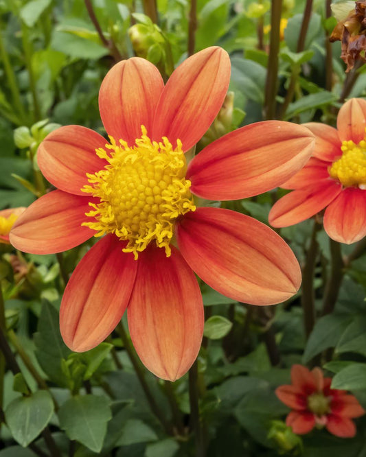 Inflammation Dahlia