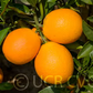 Gillemberg Navel Orange Budwood citrus plant material online shopping