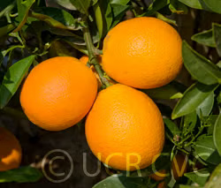 Gillemberg Navel Orange Budwood citrus plant material online shopping
