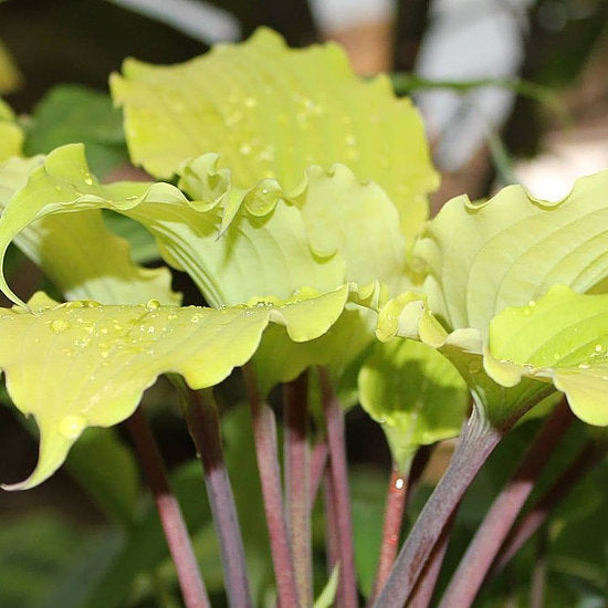 Valley’s Pavlova Hosta Plants online shopping