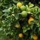 C-35 Citrange Seed citrus plant material online shopping