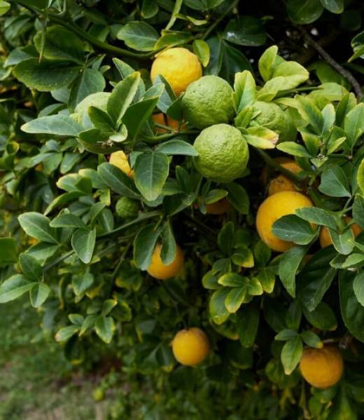 C-35 Citrange Seed citrus plant material online shopping