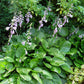 Hosta minor Plants online shopping