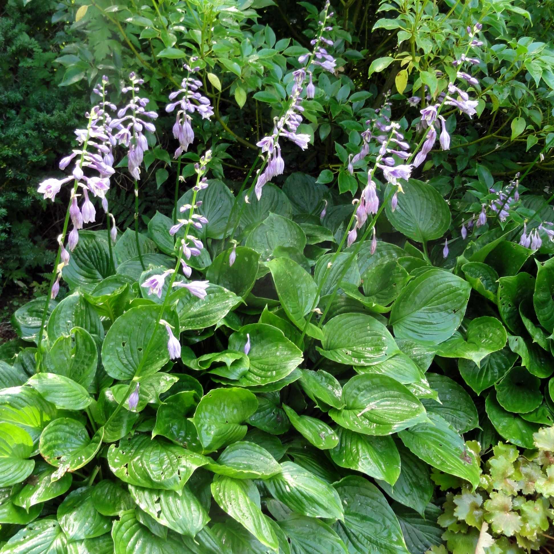 Hosta minor Plants online shopping