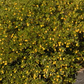 Tavares Limequat Budwood citrus plant material online shopping