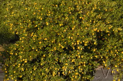 Tavares Limequat Budwood citrus plant material online shopping