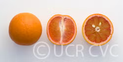 Vaniglia Sanguigno Acidless Pigmented Sweet Orange Budwood citrus plant material online shopping
