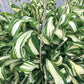 Twisted Spearmint Hosta Plants online shopping