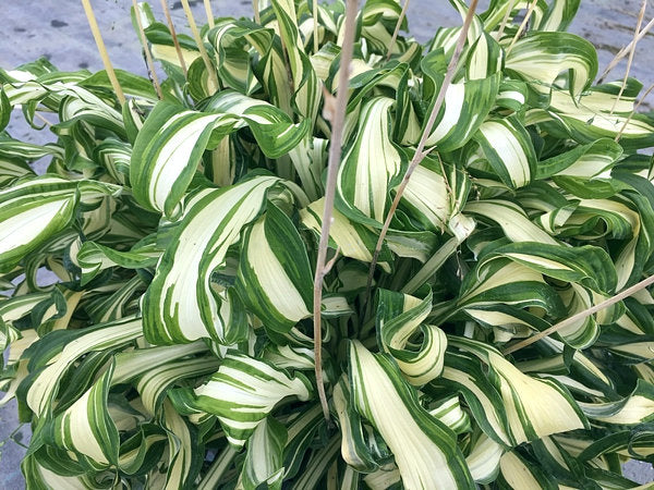 Twisted Spearmint Hosta Plants online shopping
