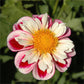 Bumble Rumble Dahlia Plants online shopping