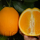 Midknight Valencia Orange Budwood citrus plant material online shopping