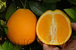 Midknight Valencia Orange Budwood citrus plant material online shopping