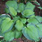 Lunar Orbit Hosta Plants online shopping
