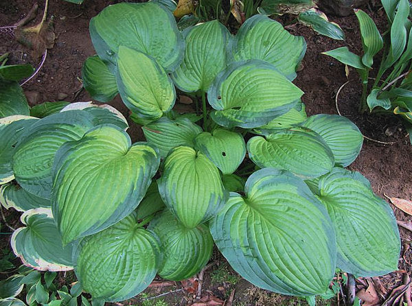 Lunar Orbit Hosta Plants online shopping