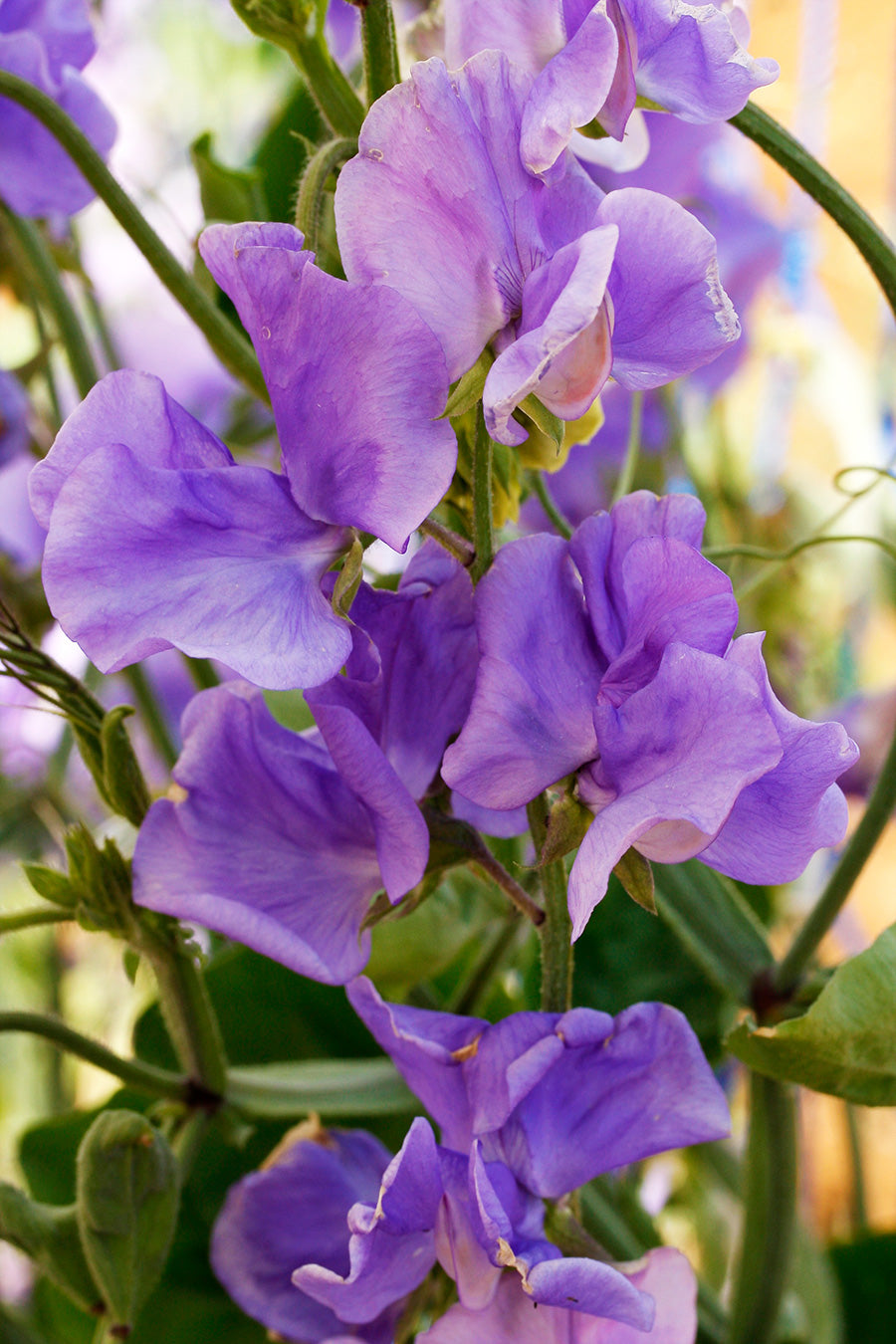 Solstice Mid Blue Sweet Pea seeds online shopping