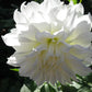 Snowbound Dahlia
