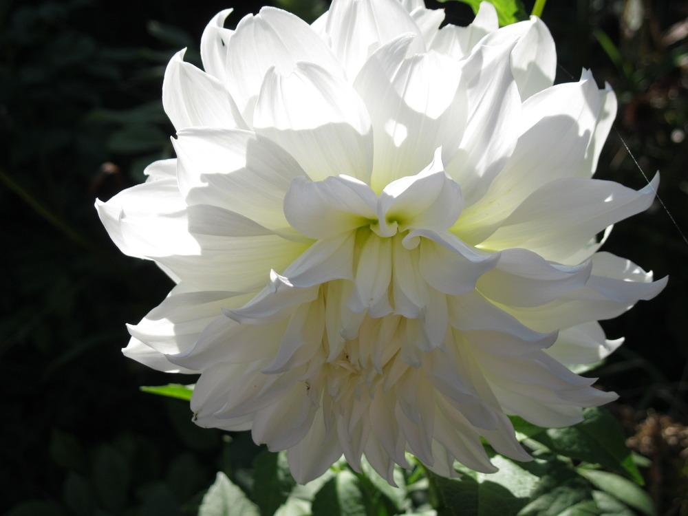Snowbound Dahlia