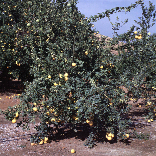 C-35 Citrange Trifoliate Hybrid Budwood citrus plant material online shopping