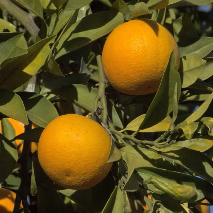 Salustiana Sweet Orange Budwood citrus plant material online shopping