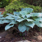 Blueberry Muffin Hosta Plants online shopping