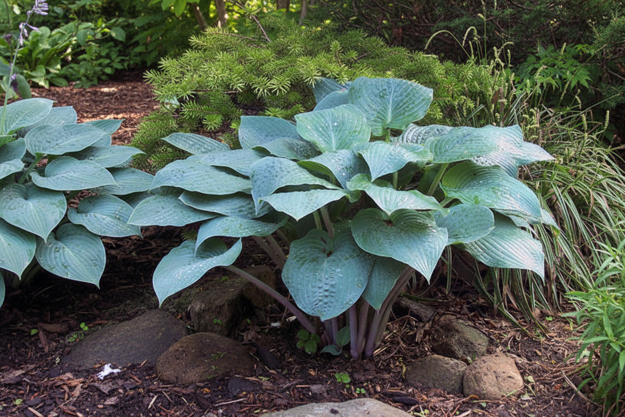 Blueberry Muffin Hosta Plants online shopping