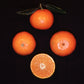 Ellendale Tangor Mandarin Budwood citrus plant material online shopping