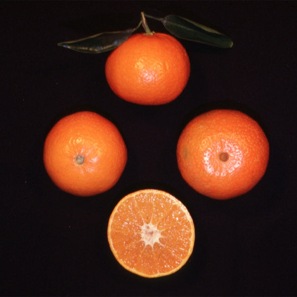 Ellendale Tangor Mandarin Budwood citrus plant material online shopping