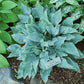 Indigo Hosta Plants online shopping