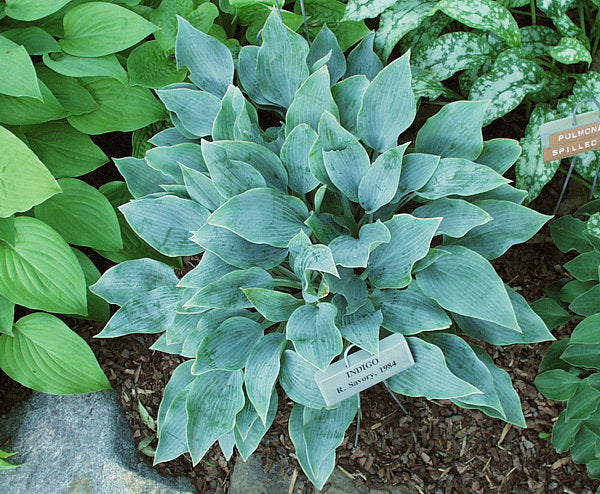 Indigo Hosta Plants online shopping