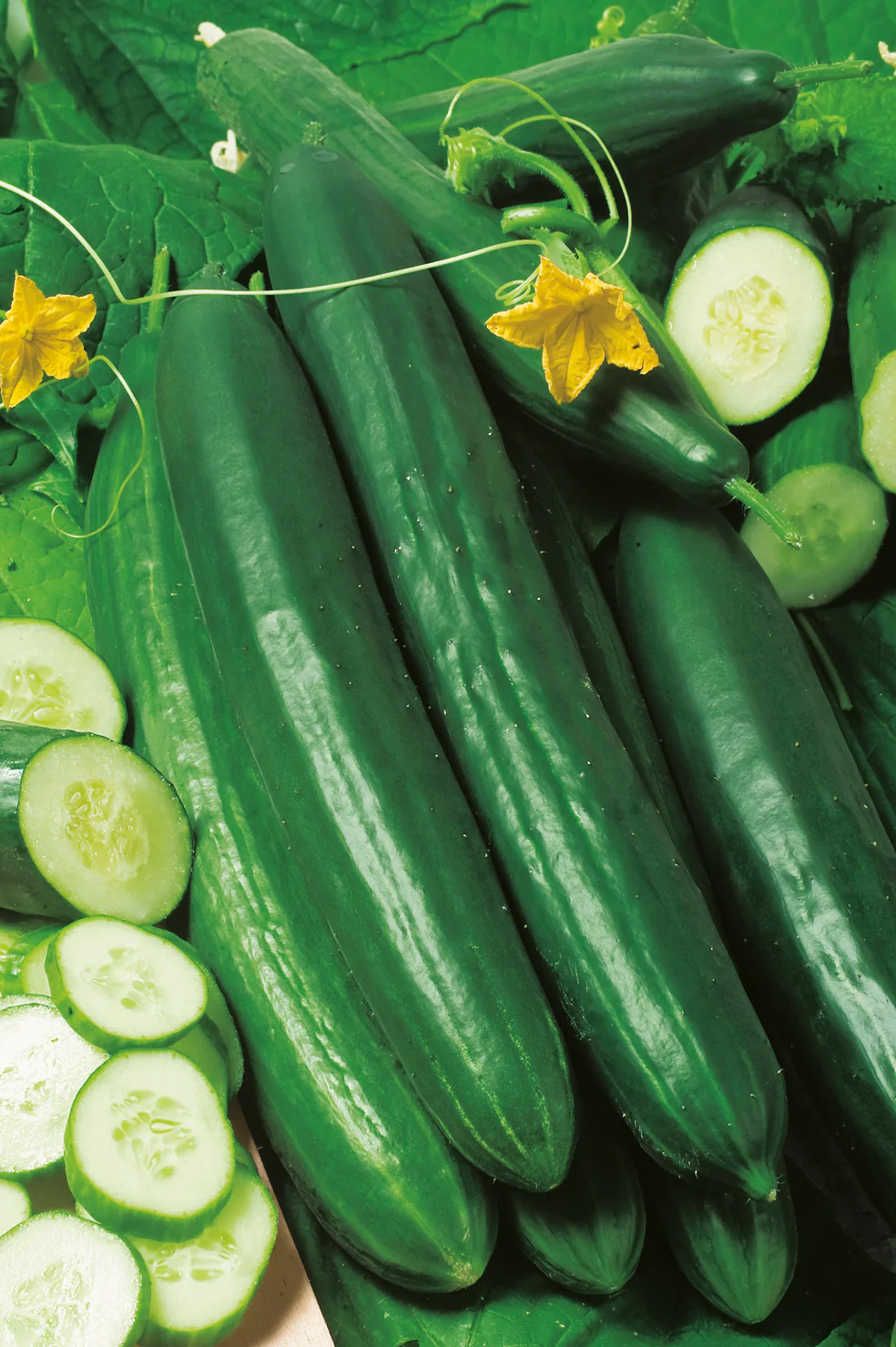 Tasty Green F1 Cucumber