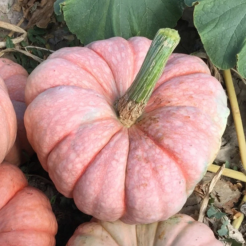 Porcelain Princess F1 Pumpkin Seeds online shopping