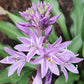 Zucchini Fries Hosta Plants online shopping