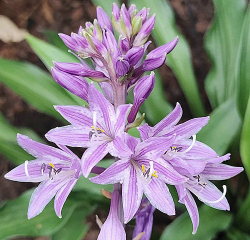Zucchini Fries Hosta Plants online shopping