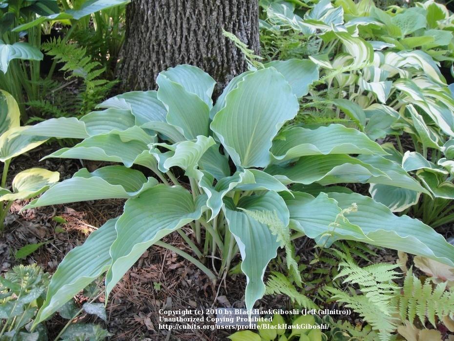 Cutting Edge Hosta Plants online shopping