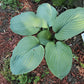 Blue Perfection Hosta Plants online shopping