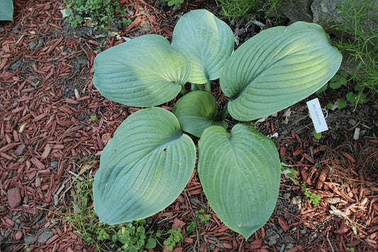 Blue Perfection Hosta Plants online shopping