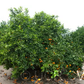 Kiyomi Tangor Mandarin Budwood citrus plant material online shopping